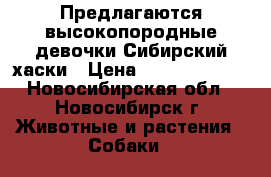 Предлагаются высокопородные девочки Сибирский хаски › Цена ­ 30000-35000 - Новосибирская обл., Новосибирск г. Животные и растения » Собаки   